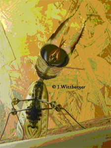 77Teufelsblume