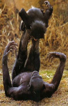 Bonobo-Mutterkind Bonobo-Mutterkind