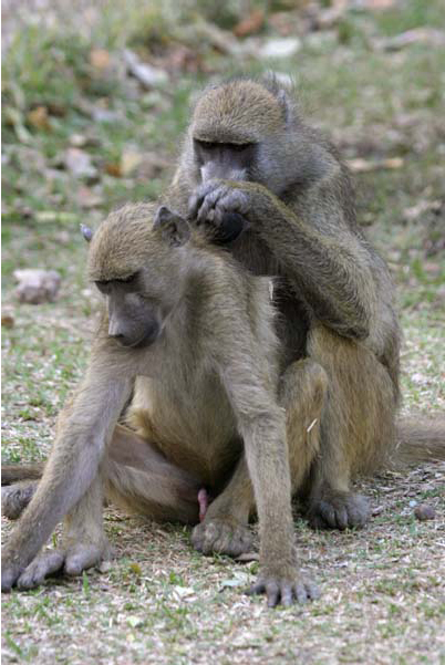 Grooming